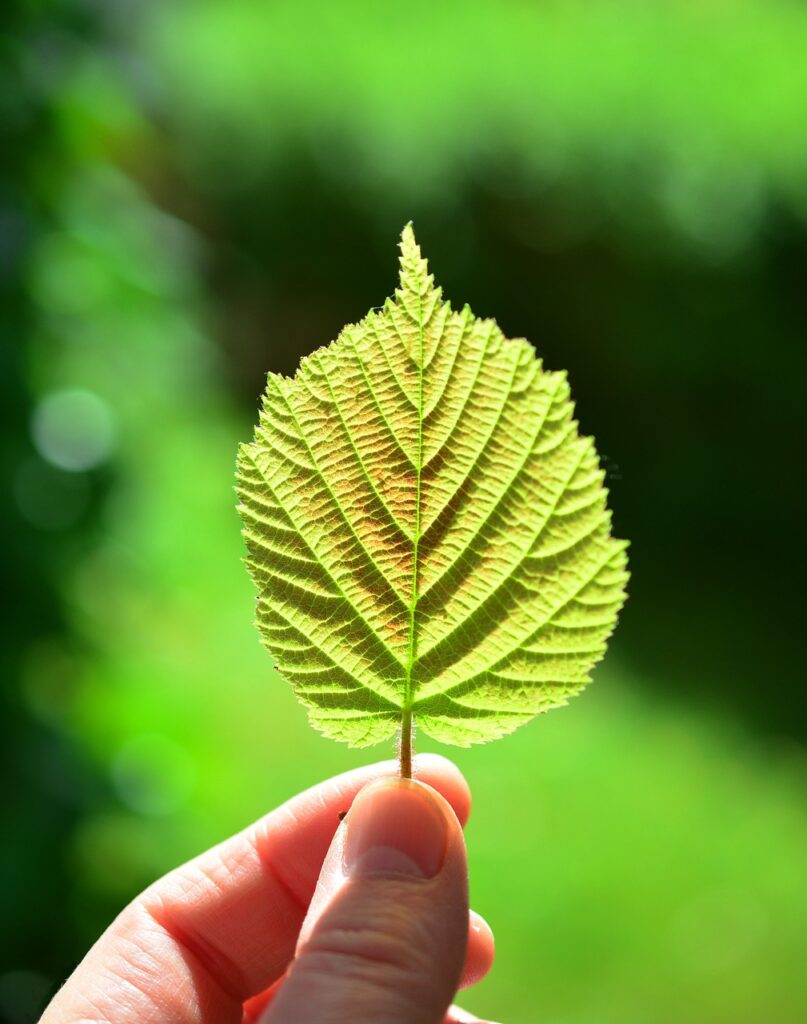 leaf, backlighting, close up, sheet framework, green, sun, nature, hand, bokeh, mood, light